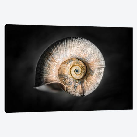100 Years Of Shell Gold Edition Canvas Print #NRV361} by Nik Rave Art Print