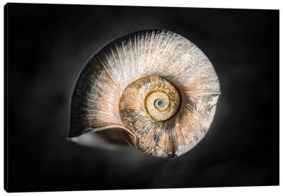 100 Years Of Shell Gold Edition Canvas Art Print - Sea Shell Art