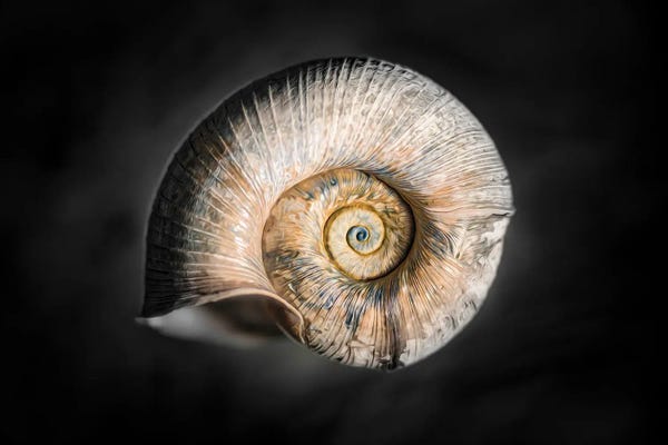 Macro Photography: 100 Years Of Shell Gold Edition by Nik Rave