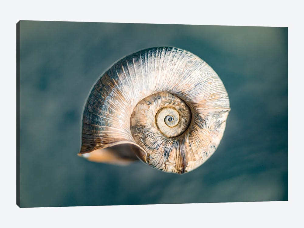 100 Years Of Shell Oceanic Edition by Nik Rave 1-piece Canvas Artwork