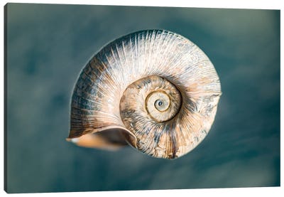 100 Years Of Shell Oceanic Edition Canvas Art Print - Nik Rave