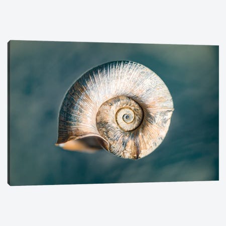 100 Years Of Shell Oceanic Edition Canvas Print #NRV362} by Nik Rave Art Print