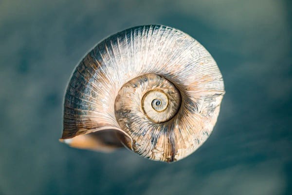 Nik Rave: 100 Years Of Shell Oceanic Edition by Nik Rave