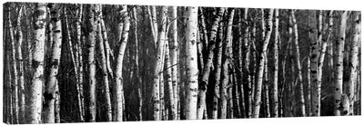 Birch Woodland Panorama Canvas Art Print - Black & White Photography