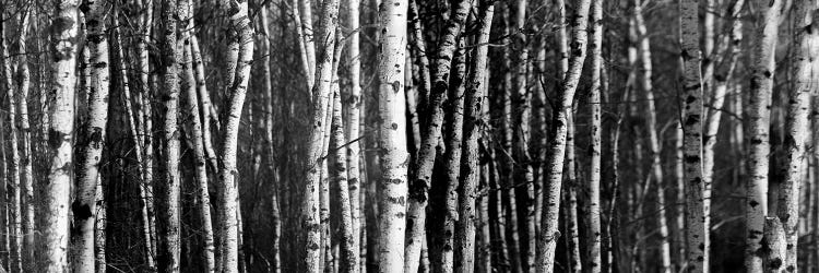 Birch Woodland Panorama by Nik Rave wall art