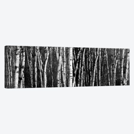 Birch Woodland Panorama Canvas Print #NRV365} by Nik Rave Canvas Art