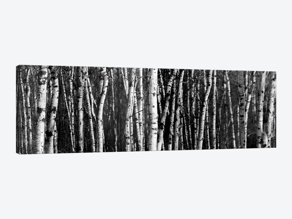 Birch Woodland Panorama by Nik Rave 1-piece Art Print