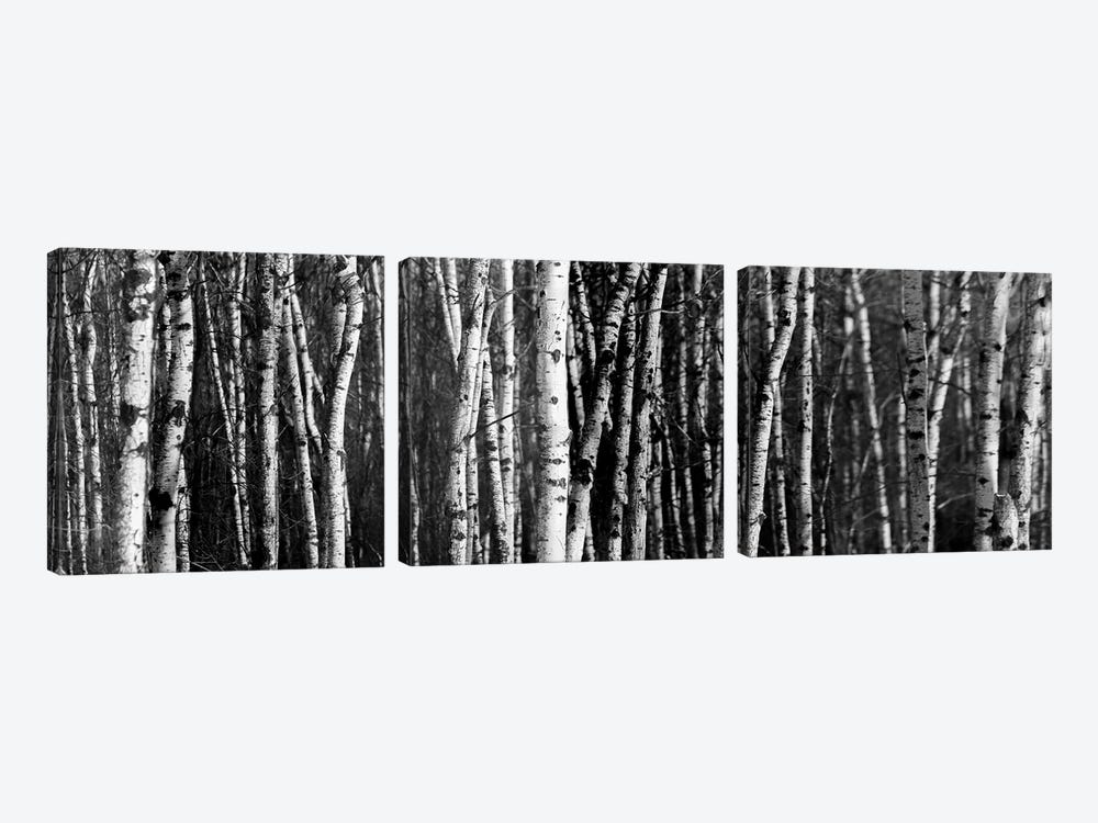 Birch Woodland Panorama by Nik Rave 3-piece Canvas Art Print