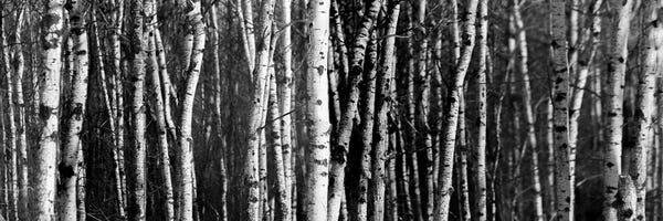 Photography: Birch Woodland Panorama by Nik Rave