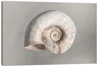 100 Years Of Shell Pearl Edition Canvas Art Print - Macro Photography