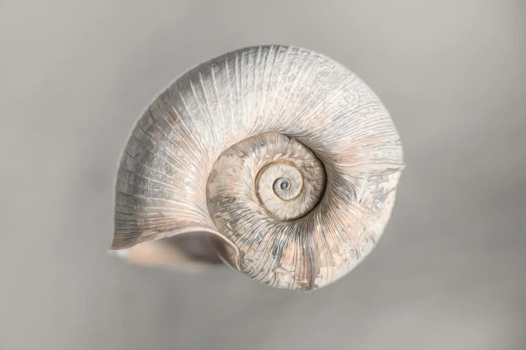 100 Years Of Shell Pearl Edition by Nik Rave wall art