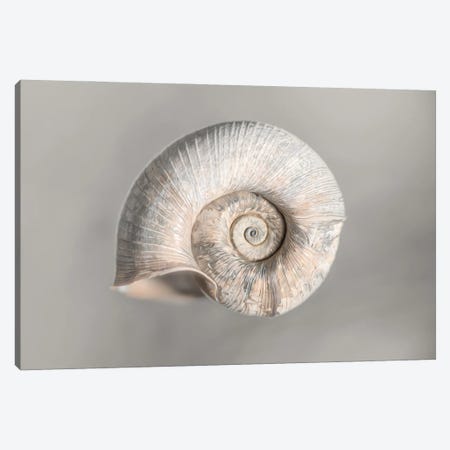 100 Years Of Shell Pearl Edition Canvas Print #NRV368} by Nik Rave Art Print