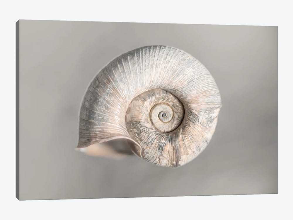 100 Years Of Shell Pearl Edition by Nik Rave 1-piece Canvas Art