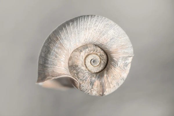 Sea Shells: 100 Years Of Shell Pearl Edition by Nik Rave