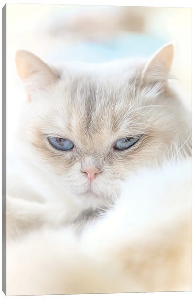 Fluffy British Shorthair Cat Canvas Art Print - Nik Rave