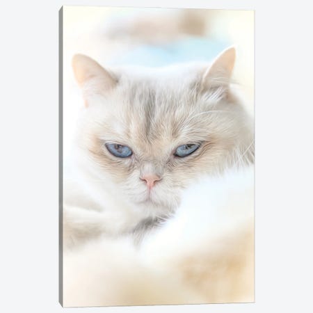 Fluffy British Shorthair Cat Canvas Print #NRV380} by Nik Rave Canvas Print