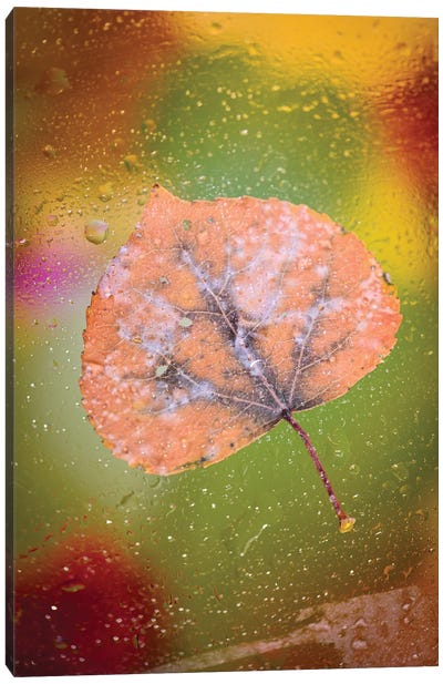 Frozen Leaf Canvas Art Print - Nik Rave