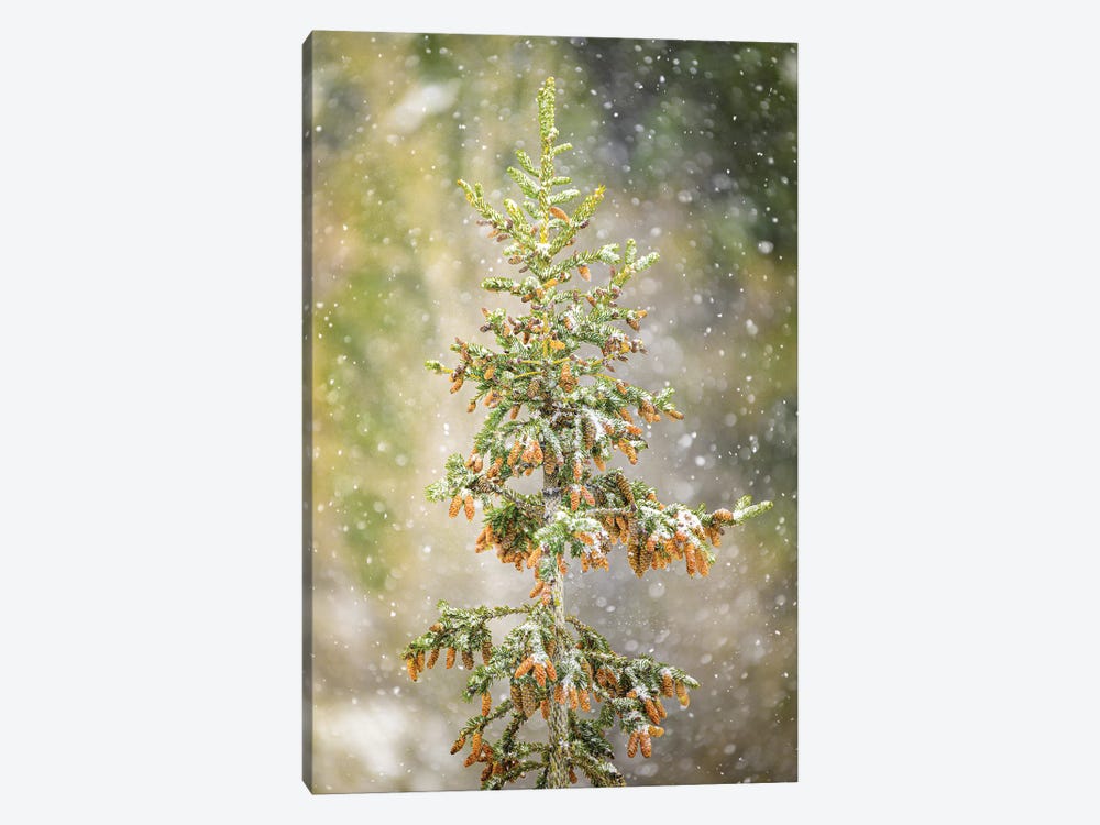 Spruce At Snowfall by Nik Rave 1-piece Canvas Artwork