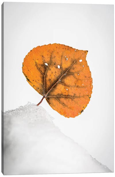 Orange Leaf On The Snowy Hill Canvas Art Print - Ice & Snow Close-Up Art