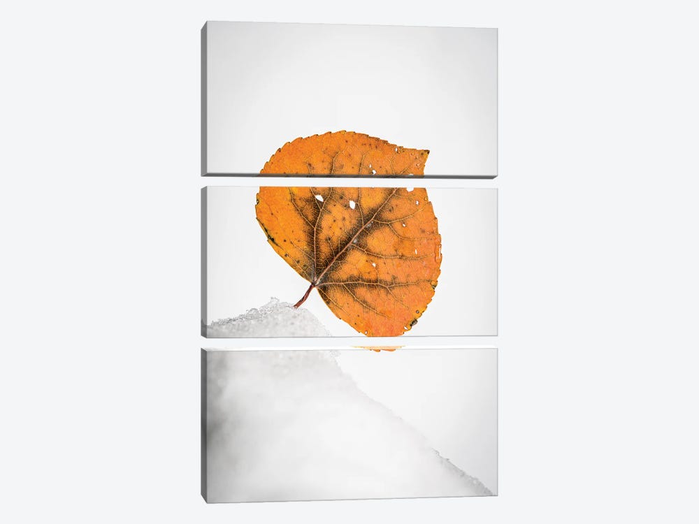 Orange Leaf On The Snowy Hill by Nik Rave 3-piece Canvas Art Print