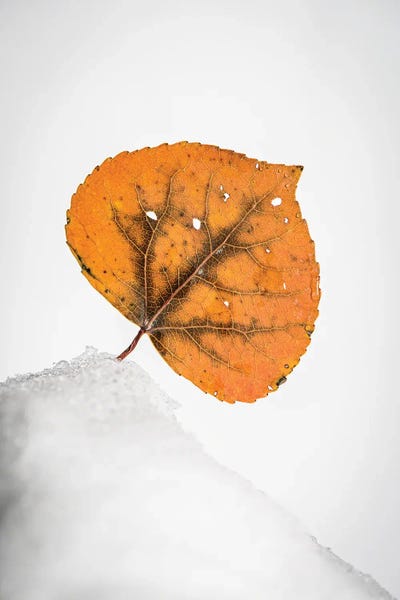 Nik Rave: Orange Leaf On The Snowy Hill by Nik Rave