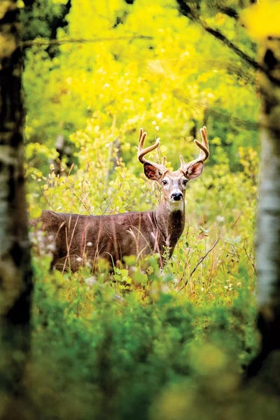 Deer In A Beam Of Morning Sun by Nik Rave framed canvas print