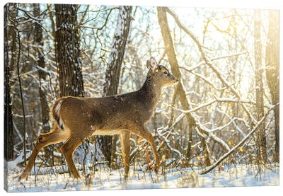 Young Bambi Walking Towards The Sun On The Snow Canvas Art Print - Rustic Winter