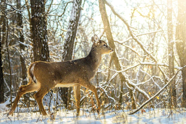 Young Bambi Walking Towards The Sun On The Snow