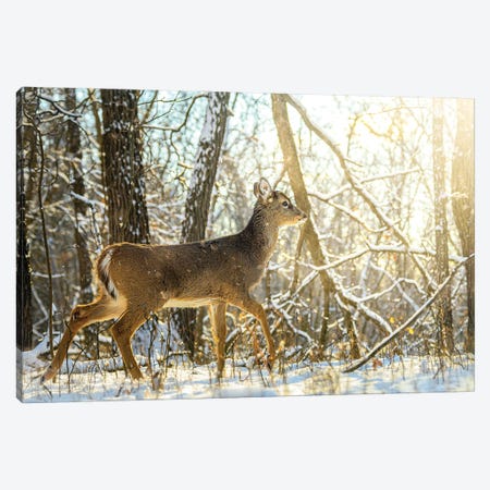 Young Bambi Walking Towards The Sun On The Snow Canvas Print #NRV390} by Nik Rave Canvas Wall Art