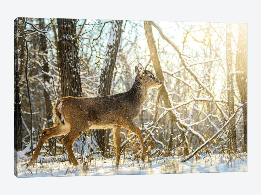 Young Bambi Walking Towards The Sun On The Snow by Nik Rave 1-piece Art Print