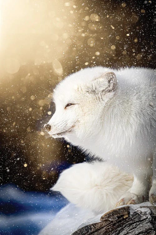 Arctic Fox In Epic Light