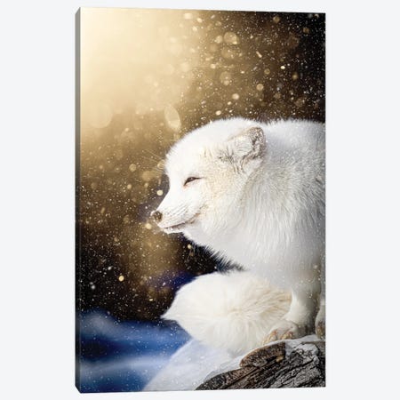 Arctic Fox In Epic Light Canvas Print #NRV398} by Nik Rave Canvas Artwork
