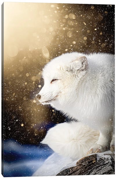 Arctic Fox In Epic Light Canvas Art Print