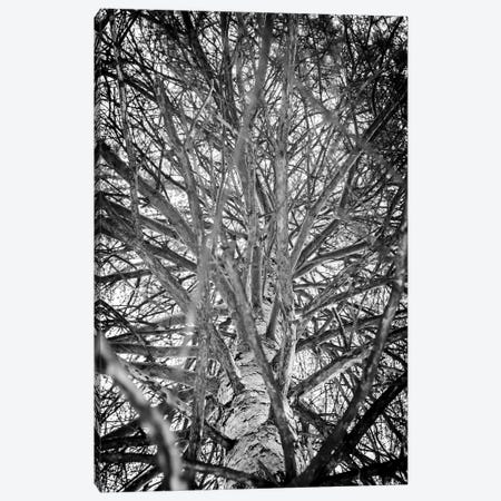 Branches Of Spruce Tree Canvas Print #NRV399} by Nik Rave Canvas Artwork
