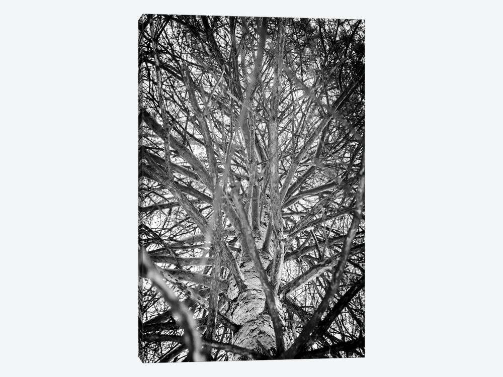 Branches Of Spruce Tree by Nik Rave 1-piece Canvas Art