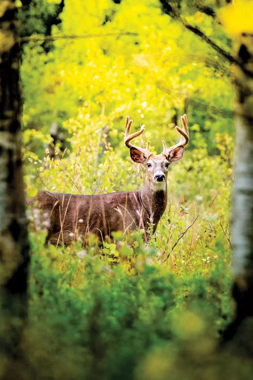 Deer In A Beam Of Morning Sun