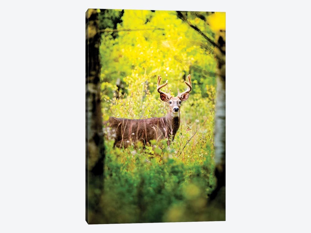 Deer In A Beam Of Morning Sun by Nik Rave 1-piece Canvas Artwork