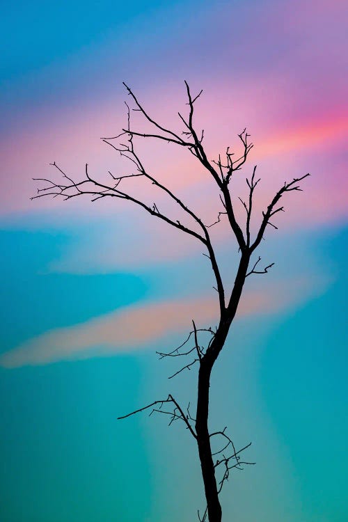 Cotton Candy Sky Tree Outline by Nik Rave wall art