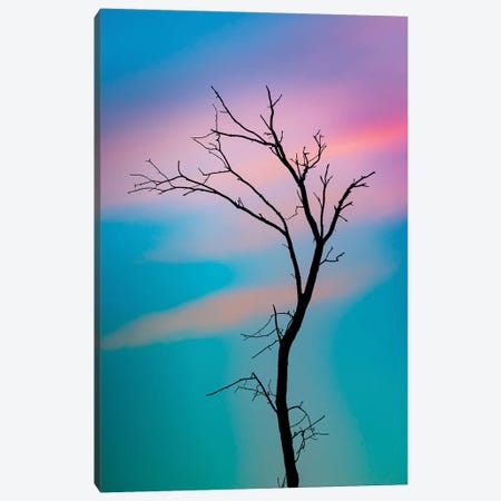 Cotton Candy Sky Tree Outline Canvas Print #NRV402} by Nik Rave Canvas Art