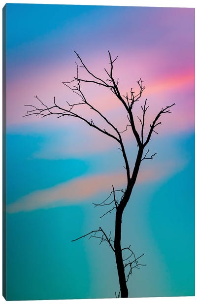 Cotton Candy Sky Tree Outline Canvas Art Print - Nik Rave
