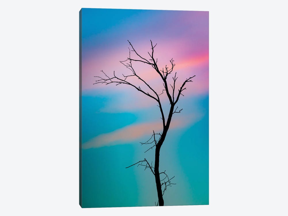 Cotton Candy Sky Tree Outline by Nik Rave 1-piece Canvas Art Print