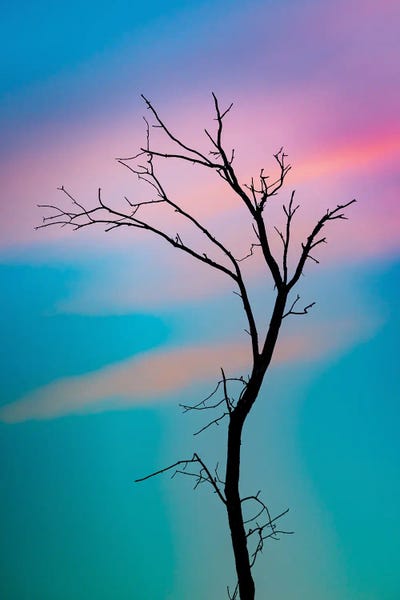 Nik Rave: Cotton Candy Sky Tree Outline by Nik Rave