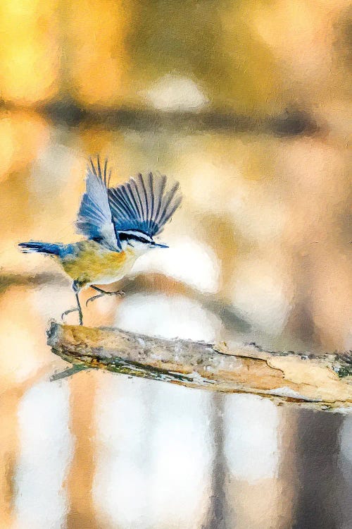 Dancing Little Bird At The Morning