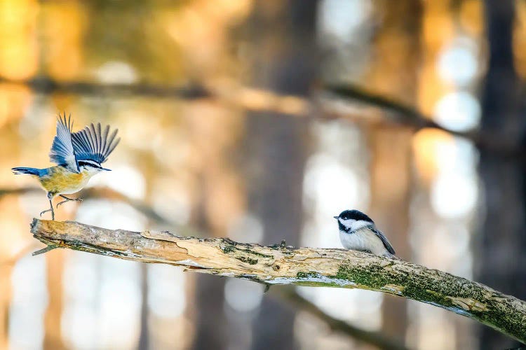 Dancing Little Birds At The Morning