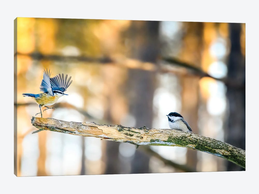 Dancing Little Birds At The Morning by Nik Rave 1-piece Canvas Art