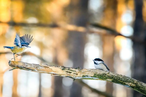 Nik Rave: Dancing Little Birds At The Morning by Nik Rave