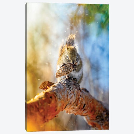 Golden Squirrel In A Light Of Morning Sun Canvas Print #NRV408} by Nik Rave Canvas Art