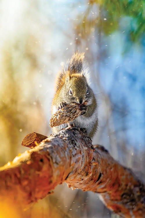 Golden Squirrel In A Light Of Morning Sun by Nik Rave wall art