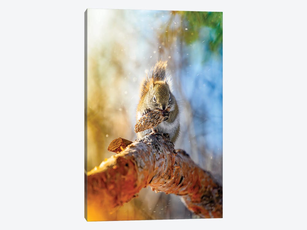 Golden Squirrel In A Light Of Morning Sun by Nik Rave 1-piece Canvas Print