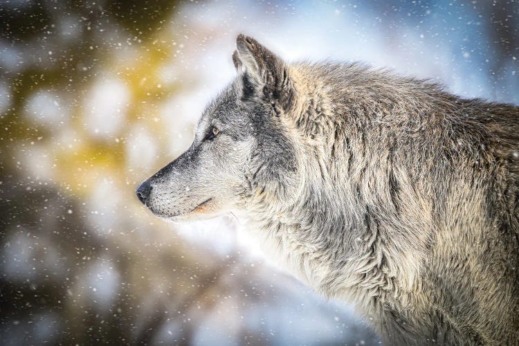 Gray Timberwolf In A Snowfall